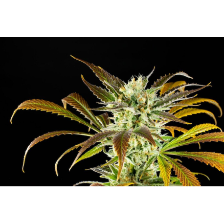 Amnesi-K Haze | Feminised, Indoor & Outdoor