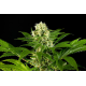 Amnesi-K Haze | Feminised, Indoor & Outdoor