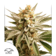 Lemon Z | Feminised, Indoor & Outdoor