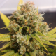 Lemon Z   | Feminised, Indoor & Outdoor