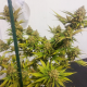 Lemon Z | Feminised, Indoor & Outdoor