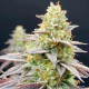 Rainbow Triangle | Feminised, Indoor & Outdoor