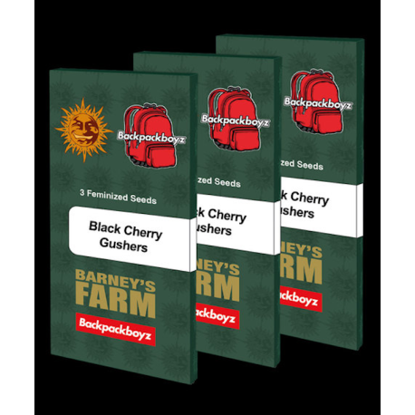 Black Cherry Gushers | Feminised, Indoor & Outdoor