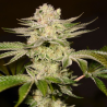 Petro Chem | Feminised, Indoor & Outdoor