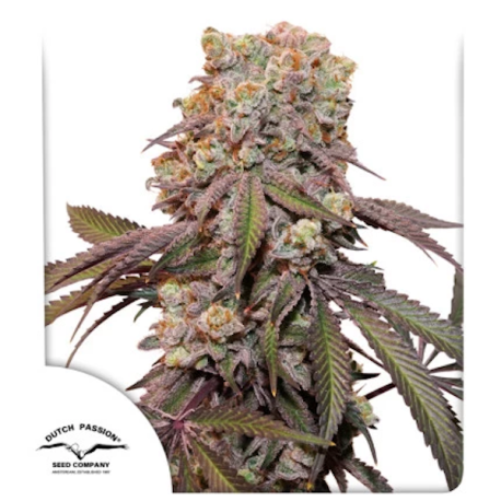 Auto Candy Bubatz XL  | Feminised, Auto, Indoor & Outdoor