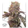 Auto Candy Bubatz XL  | Feminised, Auto, Indoor & Outdoor