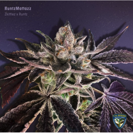 RuntzMattazz | Feminised, Indoor & Outdoor