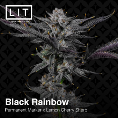 Black Rainbow | Feminised, Indoor & Outdoor