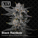 Black Rainbow | Feminised, Indoor & Outdoor