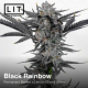 Black Rainbow | Feminised, Indoor & Outdoor