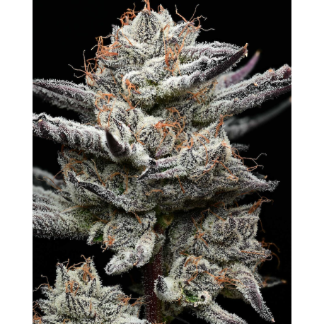 Black Cherry Gushers | Feminised, Indoor & Outdoor