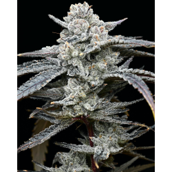 Lemon Cherry Gelato | Feminised, Indoor & Outdoor