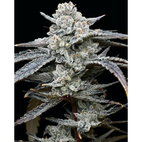 Lemon Cherry Gelato | Feminised, Indoor & Outdoor