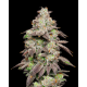 Fried Banana  | Feminised, Indoor & Outdoor