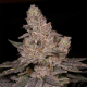 Slurricane| Feminised, Indoor & Outdoor