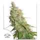 Auto Desfran | Feminised, Auto, Indoor & Outdoor