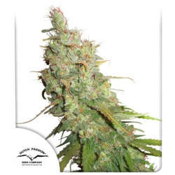 Auto Desfran | Feminised, Auto, Indoor & Outdoor