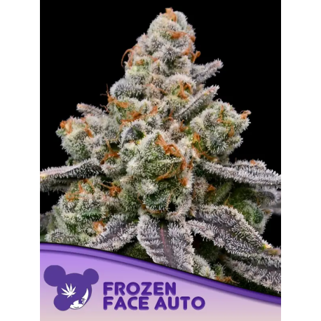 Frozen Face Auto  | Feminised, Auto, Indoor & Outdoor