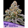 Frozen Face Auto | Feminised, Auto, Indoor & Outdoor