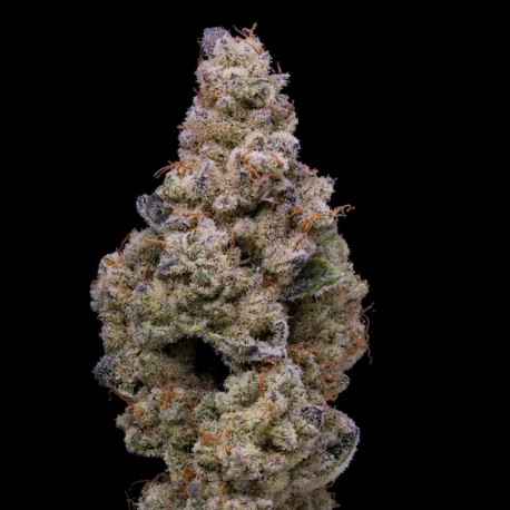 Crispy Sugar  | Feminised, Indoor & Outdoor