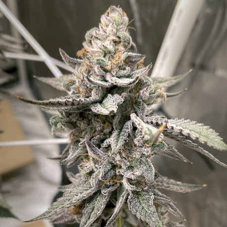 Beaver Cookies | Feminised, Indoor & Outdoor