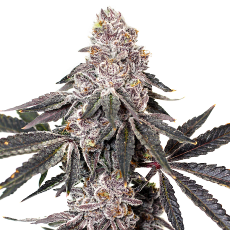 Berry Crusher  | Feminised, Indoor & Outdoor