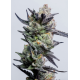 Huckleberry Punch | Feminised, Indoor & Outdoor