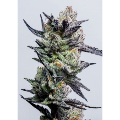 Huckleberry Punch | Feminised, Indoor & Outdoor