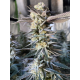 Huckleberry Punch | Feminised, Indoor & Outdoor