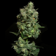 Oregon Apple Trail  | Feminised, Indoor & Outdoor