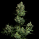 Oregon Apple Trail  | Feminised, Indoor & Outdoor