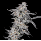 Purple Cherry Poppers | Feminised, Indoor & Outdoor