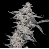 Purple Cherry Poppers | Feminised, Indoor & Outdoor