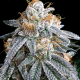 Purple Punch S1 | Feminised, Indoor & Outdoor