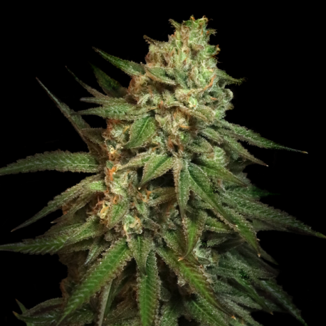 Snoop’s Applefrizzle | Feminised, Indoor & Outdoor