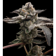 Tangie Candie  | Feminised, Indoor & Outdoor