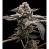 Tangie Candie  | Feminised, Indoor & Outdoor