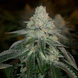 Hazmat   | Feminised, Indoor & Outdoor