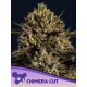 Chimera Cut  | Feminised, Indoor & Outdoor