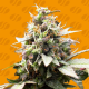 White Raspberry Truffle | Feminised, Indoor & Outdoor