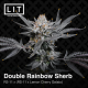 Double Rainbow Sherb  | Feminised, Indoor & Outdoor