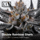 Double Rainbow Sherb  | Feminised, Indoor & Outdoor