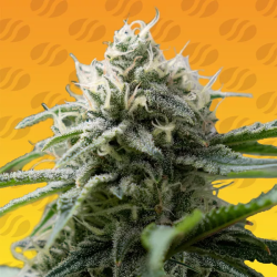 Gorilla Zkittlez Fast | Feminised, Indoor & Outdoor