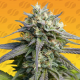 Strawberry Banana Fast | Feminised, Indoor & Outdoor