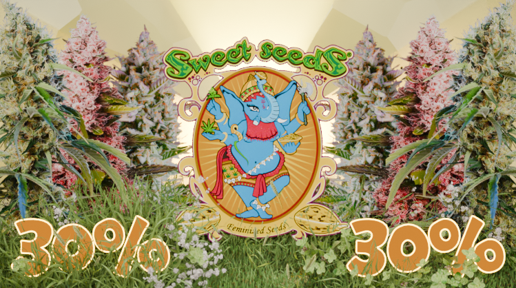 Sweet Seeds 30% Aktion